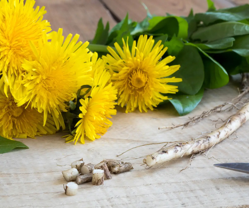 12 Health Benefits Of Dandelion Leaves And Dandelion Root